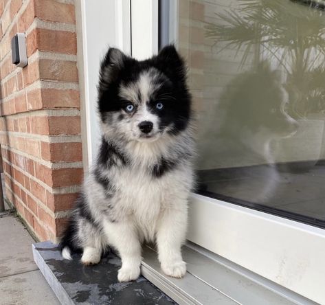 Pomsky Puppy Full Grown, Pomskies Puppies, Pomsky Full Grown, Schipperke Puppies, Miniature Dog Breeds, Pomsky Puppy, Pomsky Dog, Pomsky Puppies, Cute Dogs Images