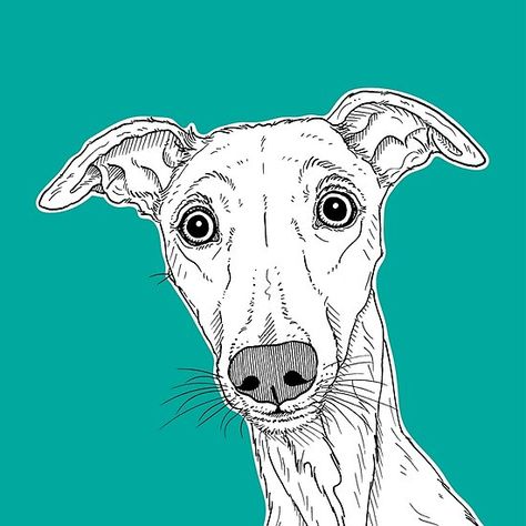 Whippet Dog Portrait ( teal background ) Patterdale Terrier Drawing, Whippet Dog Drawing, Whippet Drawing, Whippet Art, Patterdale Terrier, Greyhound Art, Coloured Background, Hand Drawn Portraits, Whippet Dog