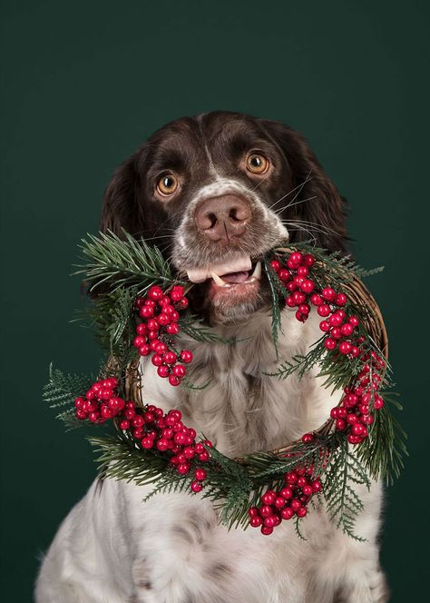 X Mas Pups Spreading Hilarious Mayhem on Photoshoot by Rhiannon Buckle Dog Christmas Photoshoot, Christmas Dog Photography, Dogs At Christmas, Christmas Dog Decor, Dog Photo Ideas, Dog Christmas Photos, Dog Christmas Pictures, Dog Photo Shoot, Exotic Animals As Pets