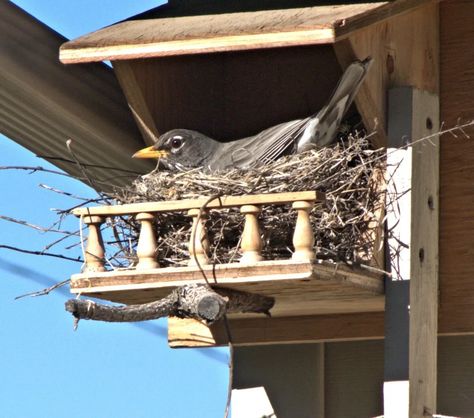 Bird Houses For Sale, Backyard Birds Sanctuary, Bird Feeder Craft, Bird Houses Ideas Diy, Beautiful Birdhouses, Bird House Feeder, Diy Bird Feeder, Different Birds, Diy Birds