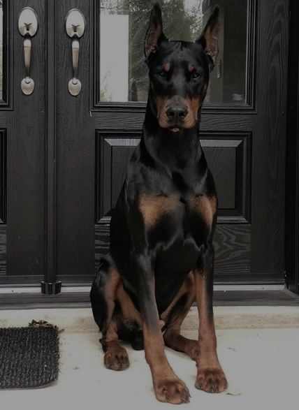 Doberman Aesthetic, Doberman, Black