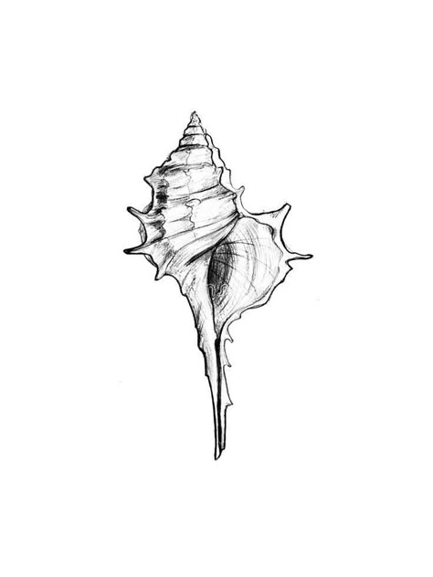 Conch Shell Line Art, Conch Seashell Tattoo, Magic Conch Shell Tattoo, 3 Shells Tattoo, Conk Shell Tattoos, Horse Conch Shell Tattoo, Shell Tattoo Stencil, Conch Shell Art, Conch Tattoo Shell