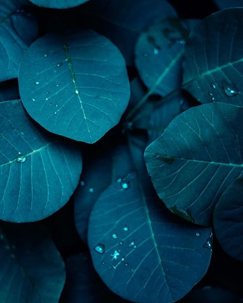 Wildfire Designs UK on Instagram: “#beauty #leaves #teal #turquoise #inspiration #mood #moodboard #wildfiredesignsuk” Teal Green Aesthetic, Dark Plants, Plants Background, Trendy Plants, Background Dark, Phone Background Patterns, Plant Background, Flowers Photography Wallpaper, Texture Photography