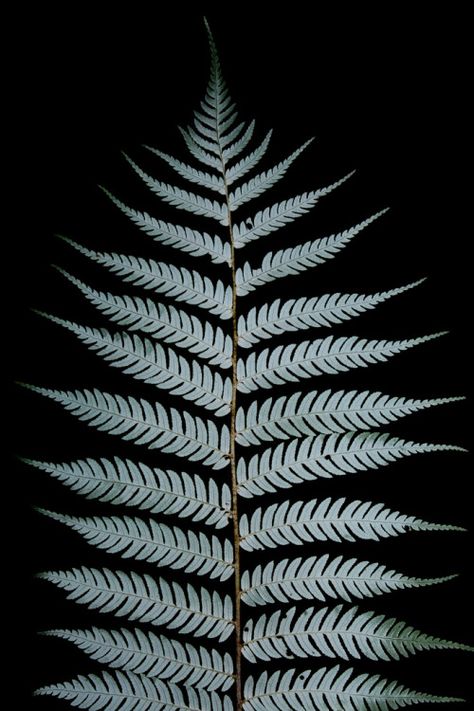 Mailer Bag Design, Silver Fern Tattoo, Forearm Sleeve Tattoo, Black And White Nature Photography, Ferns And Flowers, Glass Etching Patterns, New Zealand Culture, Shade Loving Plants, Fern Tattoo