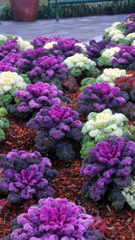 Discover the secrets of cultivating ornamental cabbage in our comprehensive guide. We'll show you how to grow and take care of ornamental cabbage step Ornamental Cabbage, List Of Vegetables, Urban Gardens, Sustainable Community, Vegetable Gardens, Diy Gardening, Fall Garden, Pinterest Party, Organic Garden