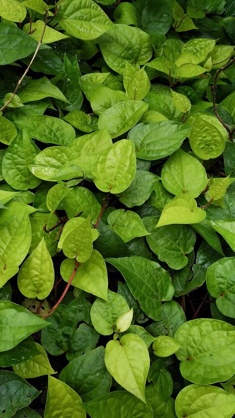 Green Leaf Aesthetic, Green Leaves Aesthetic, Leaf Pic, Green Leaves Photography, Pictures Of Leaves, Leaf Aesthetic, Symmetry Photography, Leaves Aesthetic, Leaves Texture