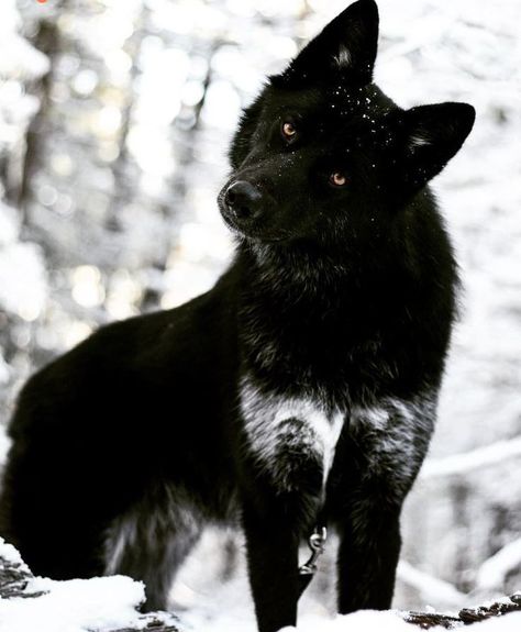 Black Wolf Aesthetic, Julie Nelson, Werewolf Aesthetic, Wolf Photos, Wolf Spirit Animal, Wolf Love, Wolf Pictures, Most Beautiful Animals, Wolf Spirit