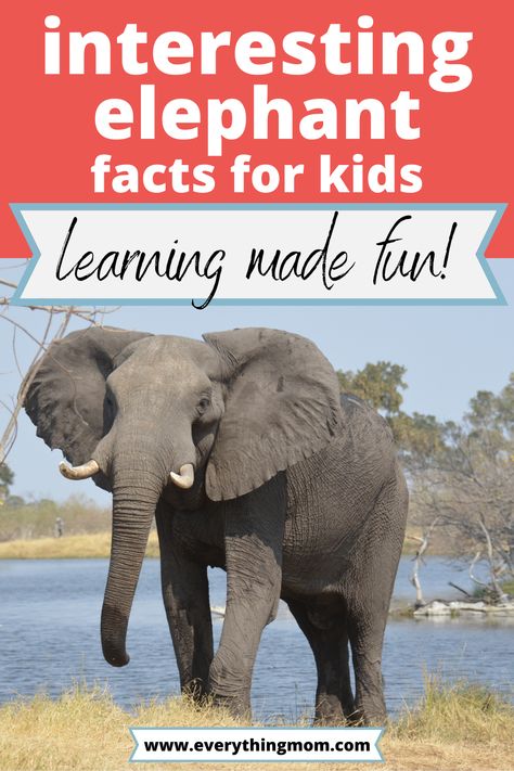 Elephant Habitat Project For Kids, Elephant Craft, Elephant Facts For Kids, Fun Facts About Elephants, Elephants For Kids, Elephant Information, Elephant Habitat, Animal Facts For Kids, Elephant Facts