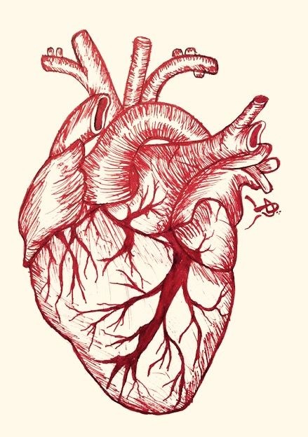 A Level Art Themes, Human Heart Art, Biology Drawing, Human Heart Drawing, Heart Organ, Anatomical Heart Art, Drawing Heart, Heart Real, Red Heart Tattoos