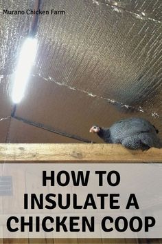 Commercial Chicken Coop, How To Insulate A Chicken Coop For Winter, Chicken Coop Winter Cold Weather, Chicken Coop Ideas For Winter, Diy Winter Chicken Coop, Insulated Chicken Coop Winter, Heated Chicken Coop, Heating Chicken Coop, Easy Diy Coop