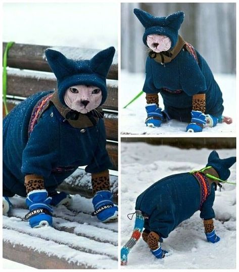 Sphynx Cats, Sphinx Cat, Warm Clothes, Coat With Hood, Hairless Cat, Blue Coat, Sphynx Cat, Dessin Adorable, Sphynx