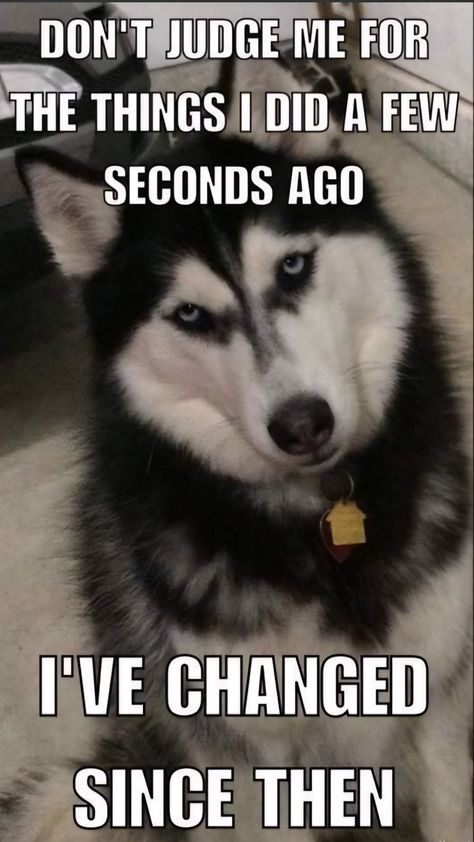 Husky Funny, Game Mode, Dog Quotes Funny, Funny Dog Memes, Funny Animal Quotes, A Husky, Pictures Funny, Funny Dog Pictures, Don't Judge Me