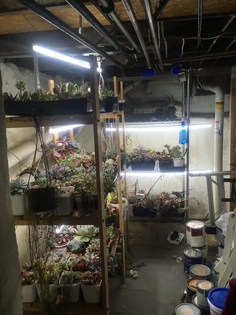 Basement Plant Room, Basement Greenhouse, Fun Garden Ideas, Basement Lighting, Indoor Greenhouse, Home Greenhouse, Grow Room, Food Gardening, Plant Room