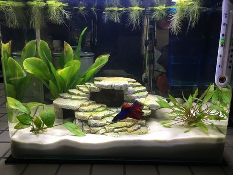 Fishbowl Ideas, Sand Aquarium, Sand Ideas, Goldfish Breeding, Fish Tank Gravel, Small Aquarium, Fish Aquarium Decorations, Aquarium Sand, Fish Tank Themes