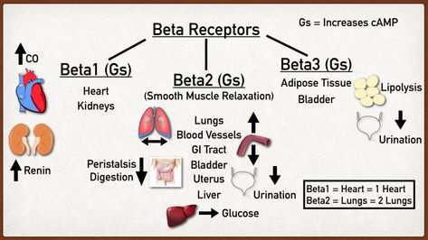 Beta Adrenergic Receptor Types, Function, Location, and Stimulation Effects Made Easy — EZmed Receptors Types, Alpha Receptors, Beta Receptors, Alpha Beta Receptors, Alpha And Beta Receptors, Adrenergic Pharmacology, Adrenergic Receptors Mnemonic, Proton Pump Inhibitors Pharmacology, Adrenergic Agonist