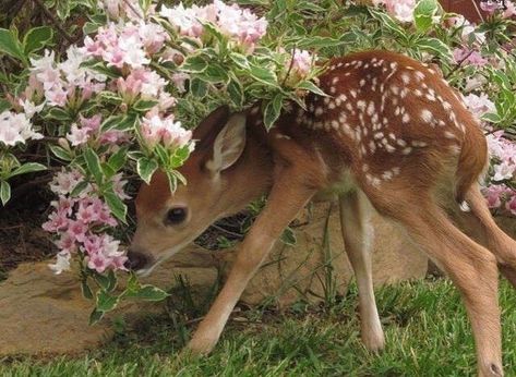 We Heart It, Deer, Lost, On Twitter, Twitter, Flowers, Pink, Art