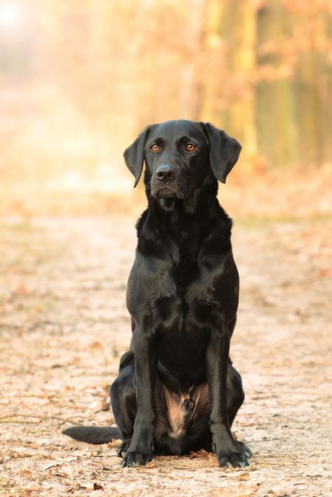 gorgeous black labrador retriever | by nettisrb Games For Dogs, Lover Anime, Painting Dogs, Dogs Aesthetic, Dog Tattoo Ideas, Aesthetic Animals, Brain Games For Dogs, Wallpaper Dog, Puppy Friends