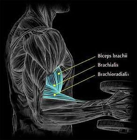 Brachioradialis Muscle. Training Forearms is important. Brachialis Muscle, Muscle Attachments Anatomy, Brachioradialis Muscle, Trapizeus Muscle Stretch, Triceps Brachii Muscle, Mechanism Of Muscle Contraction, Biceps Brachii, Hand Health, Muscle Stretches