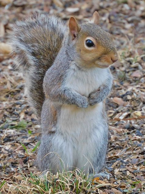 Squirrel Reference, Squirrel Aesthetic, Squirrel Images, Squirrel Cake, State Project, Eastern Gray Squirrel, Squirrel Painting, Squirrel Illustration, Gray Squirrel