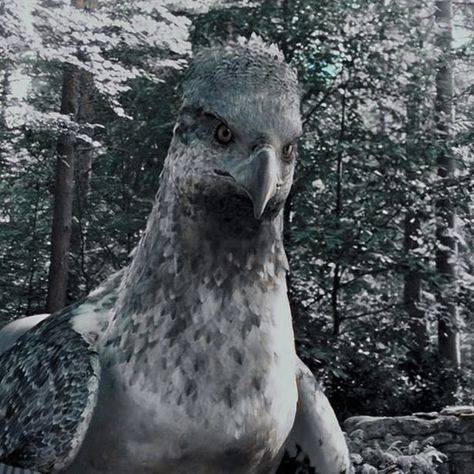 Buckbeak Harry Potter, Harry Potter Creatures, Harry Potter Oc, Harry Potter Icons, Images Harry Potter, Hogwarts Aesthetic, Prisoner Of Azkaban, Harry Potter Pictures, Hogwarts Mystery