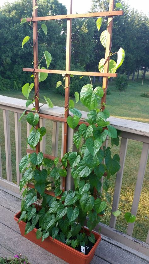 Moonflower Vine, Vertikal Garden, Garden Planters Diy, Diy Garden Trellis, Unique Garden Decor, Diy Garden Fountains, Small Balcony Garden, Terrace Garden Design, Garden Decor Projects