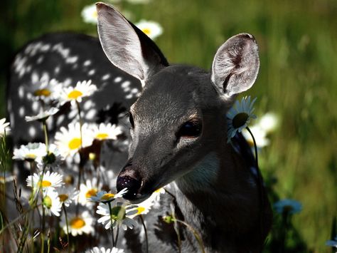 A baby black deer! Melanistic Animals, Deer Resistant Garden, Deer Repellant, Deer Wallpaper, Black Deer, Deer Resistant Plants, A Deer, Black Animals, Whitetail Deer