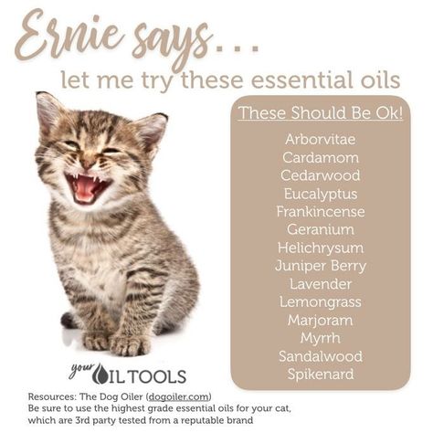 Essential oils for Cats: Learn how to use essential oils for your cats safely, dilute properly and what you can diffuse around them. Essential Oils For Cats, Essential Oils Cats, Essential Oils Dogs, Are Essential Oils Safe, Essential Oil Safety, Oil Remedies, Cat Essentials, Oils For Dogs, Essential Oil Diffuser Blends