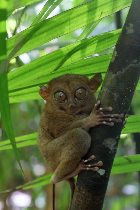 Tarsier | The Philippine tarsier, or mawmag in Visayan, is a… | Flickr Philippine Tarsier, Central Visayas, Primates, Fantastic Beasts, Art Forms, At Night, My Blog, Philippines, Insects