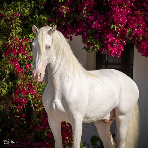 Spanish Horses Breeds, Lusitano Stallion, Andalusian Horses, Kathiyawadi Horse, Lusitano Horse, Horse Wedding, Horse Anatomy, Winged Horse, Types Of Horses