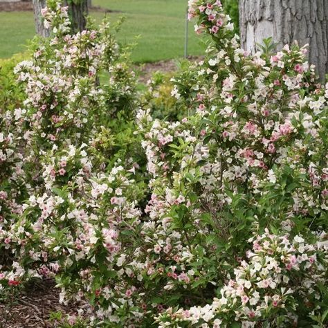 WEIGELA_SONIC_BLOOM_PEARL_WEIGELA_PW_WEIBW_02 Weigela Shrub, Pink Wand, Weigela Florida, Flower Hedge, Front Flower Bed, Sonic Bloom, Proven Winners Plants, Hydrangea Landscaping, Smooth Hydrangea