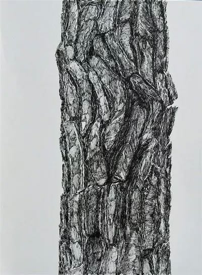 Tree Bark Drawing, Bark Drawing, Elements Of Design Texture, Trees Art Drawing, Tree Trunk Drawing, Tree Bark Texture, Tree Drawings Pencil, Pine Bark, Bark Texture