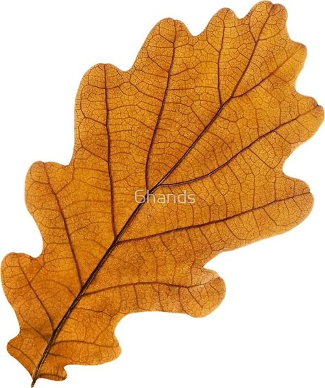 #findyourthing #Autumn #oak #leaf. Die-cut vinyl stickers with beautiful fruits and vegetables for laptops, journals, scrapbooking, kids activities and DIY projects @RedBubble. Oak Leaf Template, White Oak Leaf, Red Oak Leaf, Leaf Sticker, Leaf Skeleton, Leaf Projects, Autumn Leaves Art, Scrapbooking Kids, Pumpkin Leaves