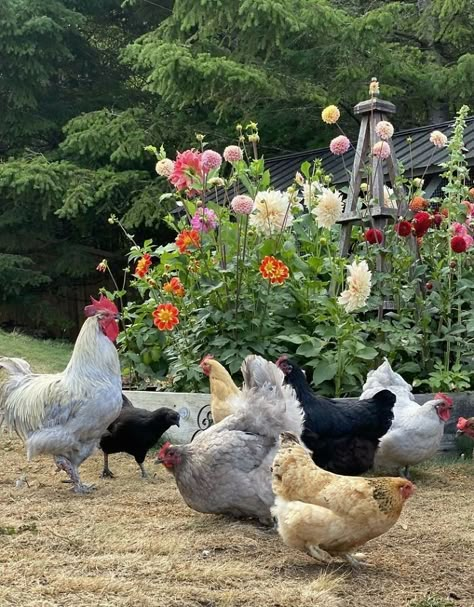 Deco Champetre, Beautiful Chickens, Chickens And Ducks, Future Farms, Farm Lifestyle, Dream Farm, Chickens And Roosters, Garden Inspo, Hobby Farm