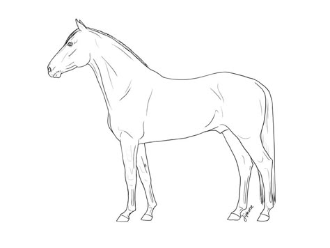 Horses Drawings, Draw Horse, Horse Outline, Standing Horse, Horse Animation, Dutch Warmblood, Horse Sketch, Horse Coloring Pages, Ipad Drawings