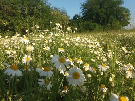 Junk Drawers, Natural Calm, Pretty Photos, Aesthetic Images, Nature Aesthetic, Flower Field, Green Aesthetic, Wisteria, Summer Aesthetic