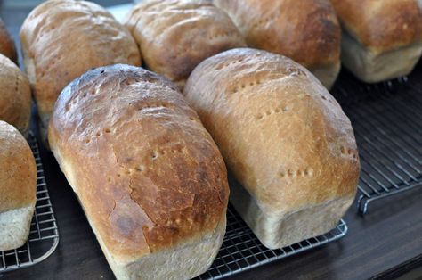 Amish White Bread - Amish 365 Amish Recipes Oasis Newsfeatures Multigrain Sandwich Bread, Sourdough Oatmeal, Multigrain Bread Recipe, Amish White Bread, Amish Bread, Multigrain Bread, Oatmeal Bread, Kids Cooking Recipes, Amish Recipes