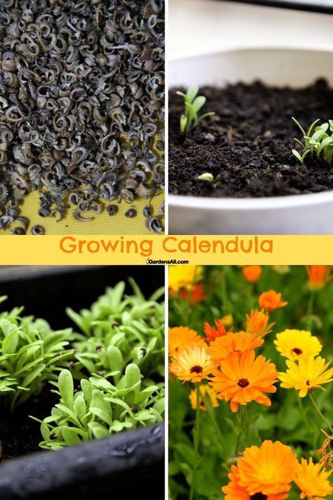 Growing calendula: image of seed, sprouts, seedlings and flowers Growing Calendula From Seed, Uses For Calendula Flowers, Calendula Harvesting, Growing Calendula, Calendula Varieties, Allotment Planning, Plant Knowledge, Pot Marigold, Calendula Officinalis