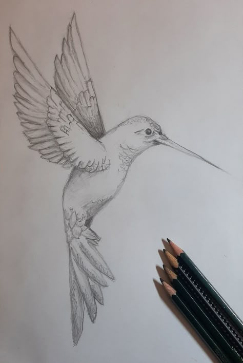 Drawing Of Hummingbird, Hummingbird Pencil Drawing, Hummingbird Drawing Sketches, Humming Bird Sketch, Binoculars Drawing, Hummingbird Drawings, Cool Drawings Ideas, A Bird Drawing, Hummingbird Sketch