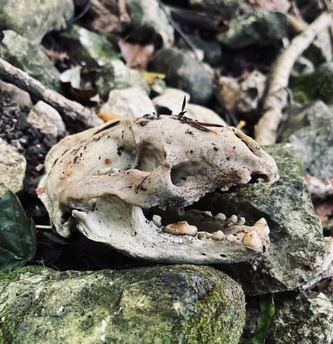 {Meles meles} #vultureculture #vulturecultureuk #bonehunting #scavenger #animalskull #badgerskull #animalbones #forestoraging #badger #odditiesandcuriosities #skull Scavenger Animals, Bone Hunting, Bone Decor, Bear Skull, Creepy Animals, Gothic Photography, Animal Skeletons, Vulture Culture, Skeleton Bones