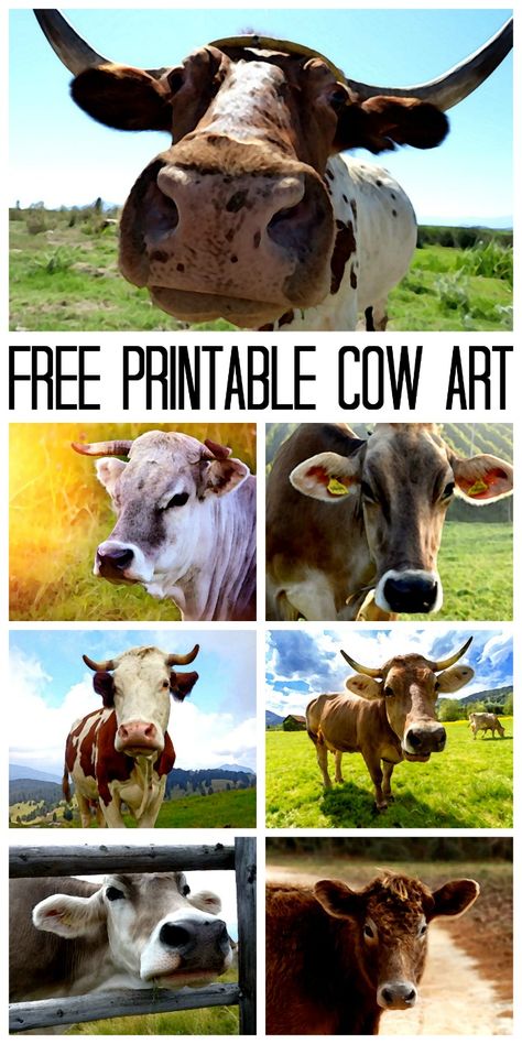 Make a cow canvas with a free printable cow image and some Mod Podge! Printable Cow, Cow Kitchen Decor, Animal Printables, Country Chic Cottage, Free Vintage Printables, Cow Decor, Cow Pictures, Free Printable Wall Art, Cow Canvas