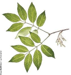 Ash Tree Leaves, Botany Journal, White Ash Tree, Tree Branch Tattoo, Ash Leaf, Tree Id, Daughter Of Poseidon, Nature Ideas, Tree Identification