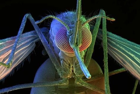 Female Mosquito. Color-synthesizing scanning electron microscope image by David Scharf. #malaria Scanning Electron Microscope Images, Malaria Parasite, Female Mosquito, Electron Microscope Images, Scanning Electron Microscope, Insect Photos, Tick Repellent, Microscopic Images, Electron Microscope