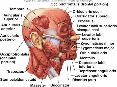 Neck Muscle Anatomy, Doll Anatomy, Neck Anatomy, Face Muscles, Cochlear Implants, Neck Muscles, Facial Anatomy, Anatomy Lessons, Anatomy References