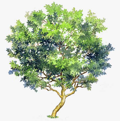 Guava Tree, Tree Study, Tree Sketches, Landscape Sketch, Photoshop Images, Watercolor Tree, Architecture Rendering, Watercolor Trees, Tree Silhouette