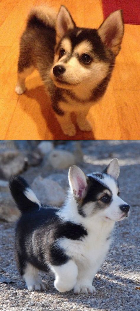 Corgi Aussie Mix, Corgi Mix Puppies, Dog Cuties, Corgi Husky Mix, Husky Corgi, Mixed Breed Puppies, Girl Dog Names, Dog Breeds Medium, Corgi Mix