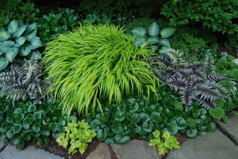 slideshow: 10 great groundcovers to rely upon - A Way To Garden Hosta Border, Hosta June, Conifer Garden, Painted Fern, Island Bed, Plants Under Trees, Shady Garden, Shade Grass, Island Landscape