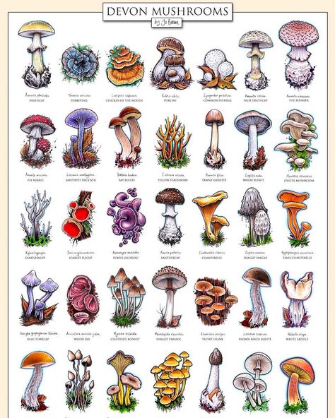 @taojb on Instagram: “I’ve put together an ID chart illustrating some of the mushrooms I’ve seen out & about in Devon. I’ve seen loads, this is just a selection.…” Mushroom Identification, Fungi Art, Mushroom Paint, Mushroom Tattoos, Mushroom Drawing, Out Of My Comfort Zone, Healthy Advice, Mushroom Fungi, Mushroom Art