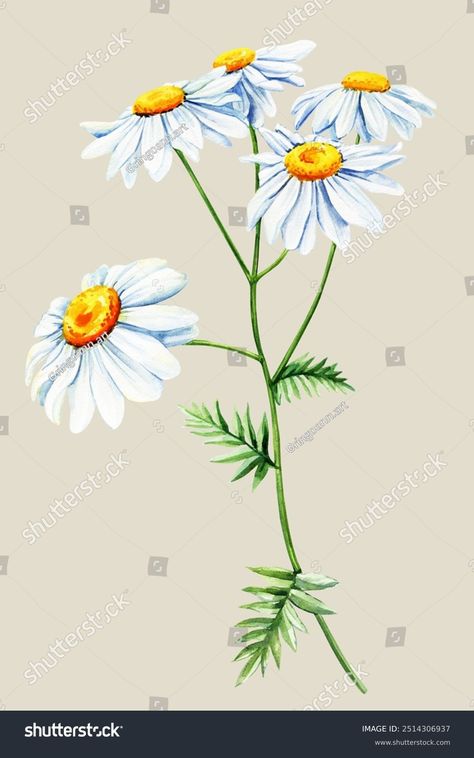 Chamomile Botanical Watercolor Chamomile Flower Isolated Stock Illustration 2514306937 | Shutterstock Chamomile Flower, Mother's Day Photos, Botanical Watercolor, Crop Image, Chamomile Flowers, Schedule Design, Color Palette Generator, Holiday Illustrations, Collage Maker