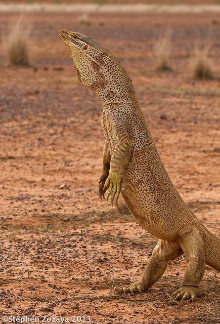 Argus Monitor (Varanus panoptes) or the Yellow-spotted Monitor is non venomous lizard found in northern Australia and Papua New Guinea. The 5 foot long lizard usually burrows into the ground and spends most of its time there. They usually eat dwarf monitors or small mammals. Lizard Species, Monitor Lizard, Cute Reptiles, Reptile Snakes, Komodo Dragon, Australian Wildlife, Salamanders, Animal Reference, Animal References