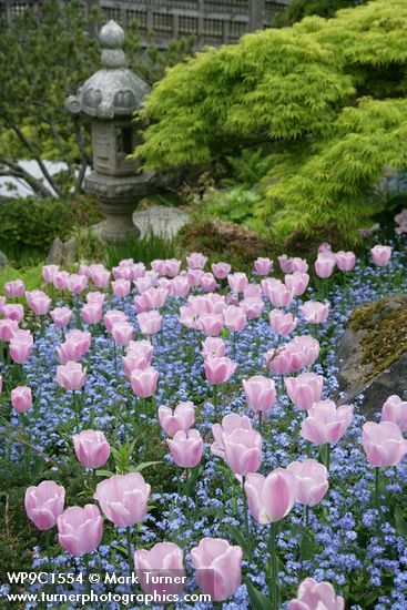 pink tulips and forget-me-nots also look great in a container or window box... Pink Tulip Garden, Tulips Around Tree, Pink Tulips Garden, Garden Planning Layout, Tulip Garden, Future Garden, Tulips Garden, English Cottage Garden, Garden Bulbs